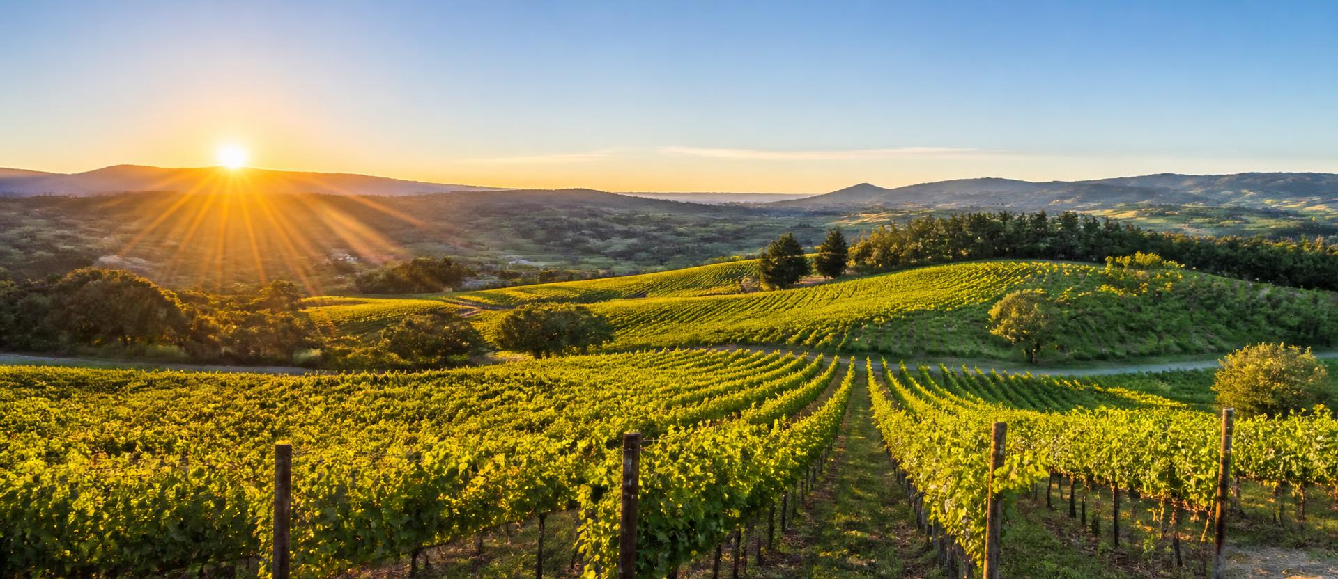 Sunrise over misty Sonoma County vineyards and rolling hills